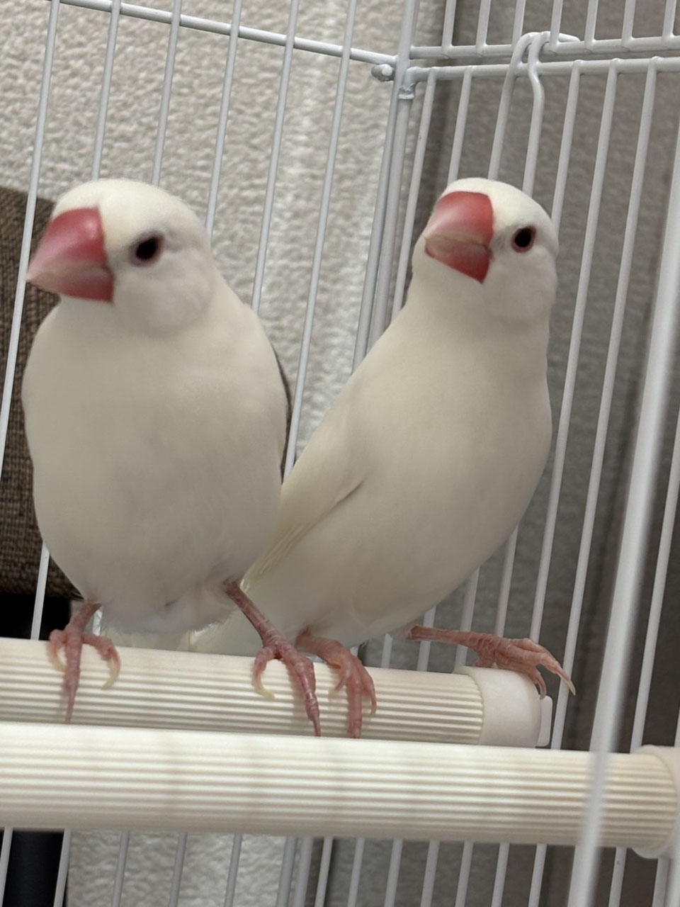 文鳥・フィンチ販売 - ペットショップRicky /珍獣エキゾチック