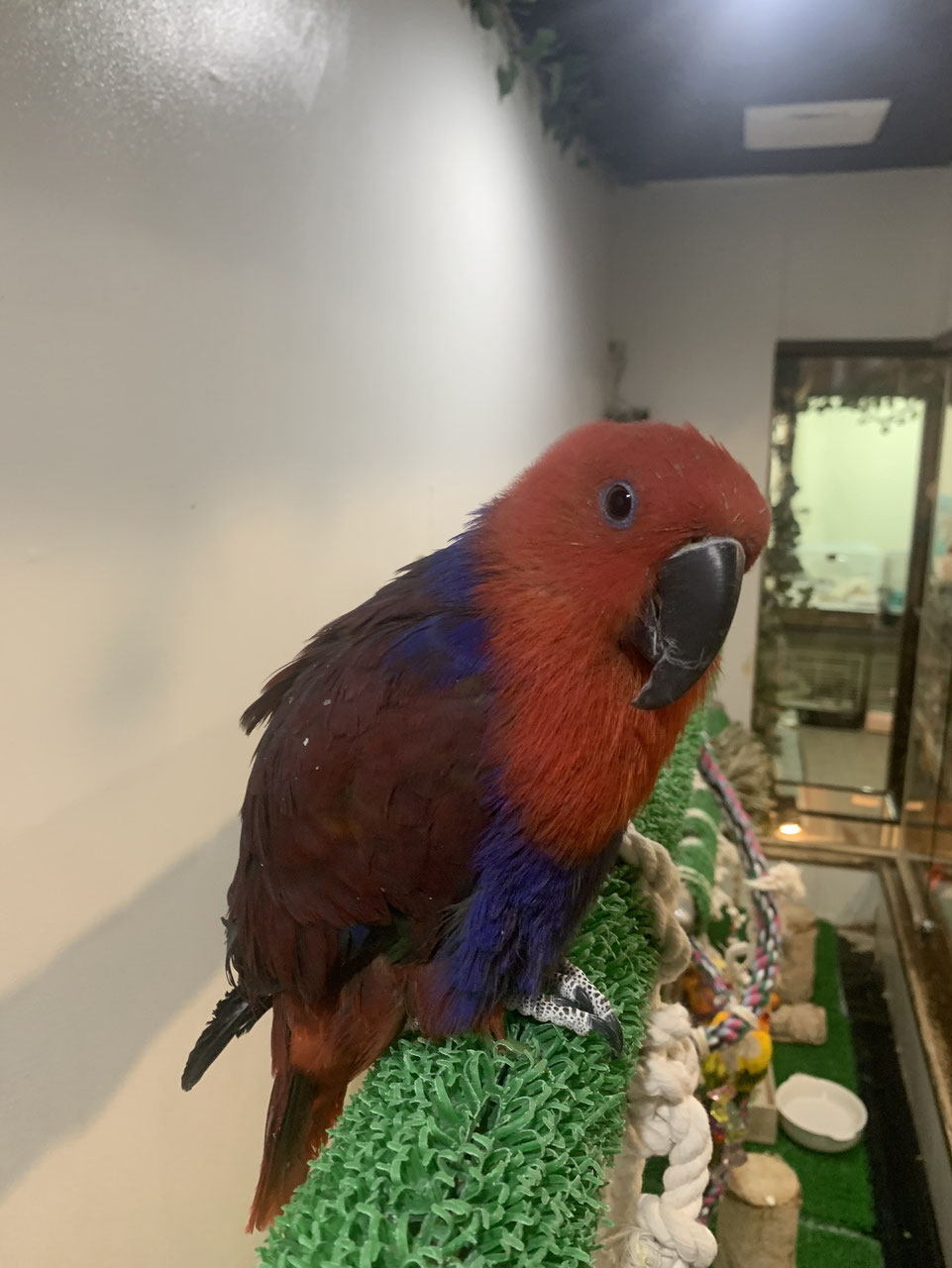 手乗りインコ 小鳥販売 東北 岩手 青森 秋田 宮城 ペットショップricky 珍獣エキゾチックアニマルエキゾチックアニマル専門店 盛岡店 仙台店 青森店 秋田店 福島店 栃木店 ブリーダーズショップ ペット買い取り 東北全域 関東まで出張買い取りもしています