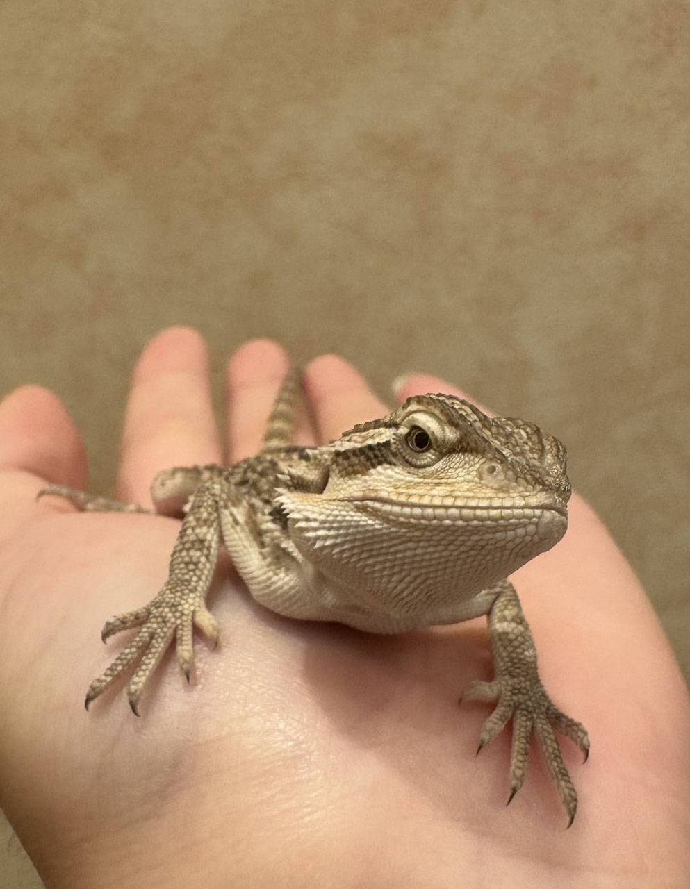 とかげ maxresdefault.jpg