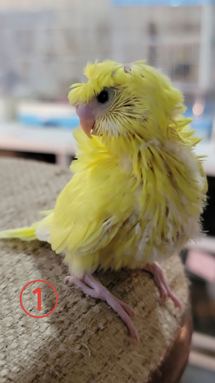 セキセイインコ 販売 ペットショップricky 珍獣エキゾチックアニマルエキゾチックアニマル専門店 盛岡店 仙台店 青森店 秋田店 福島店 栃木店 ブリーダーズショップ ペット買い取り 東北全域 関東まで出張買い取りもしています セキセイインコ 販売 ペットショップricky 珍獣エキゾチックアニマルエキゾチックアニマル専門店 盛岡店 仙台店 青森店 秋田店 福島店 栃木店 ブリーダーズショップ ペット買い取り 東北全域 関東まで出張買い取りもしています