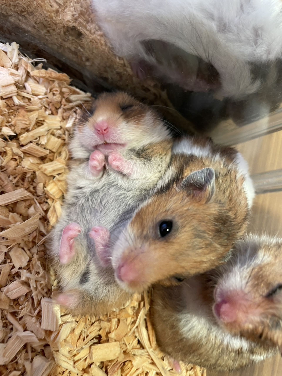 シリアンハムスター販売 - ペットショップRicky /珍獣