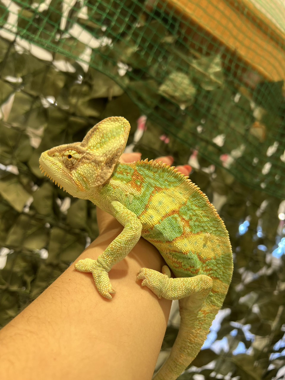 カメレオンショップ様★専用ページ 1660451047389.jpg