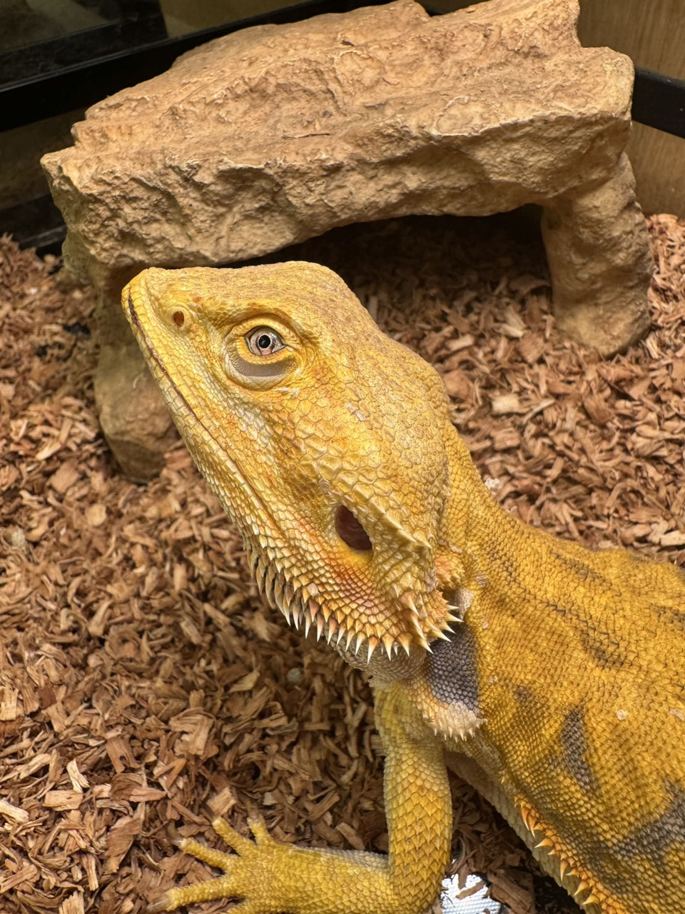 トカゲ 販売 - ペットショップRicky /珍獣エキゾチックアニマル