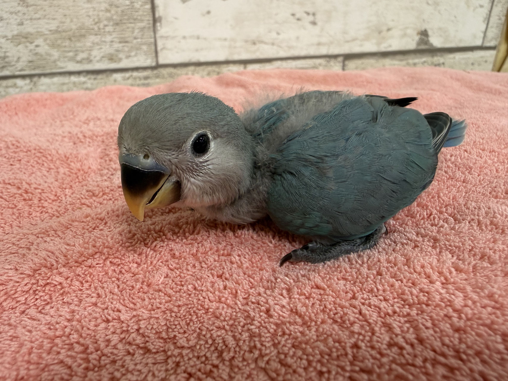 コザクラインコ 販売 - ペットショップRicky /珍獣エキゾチック