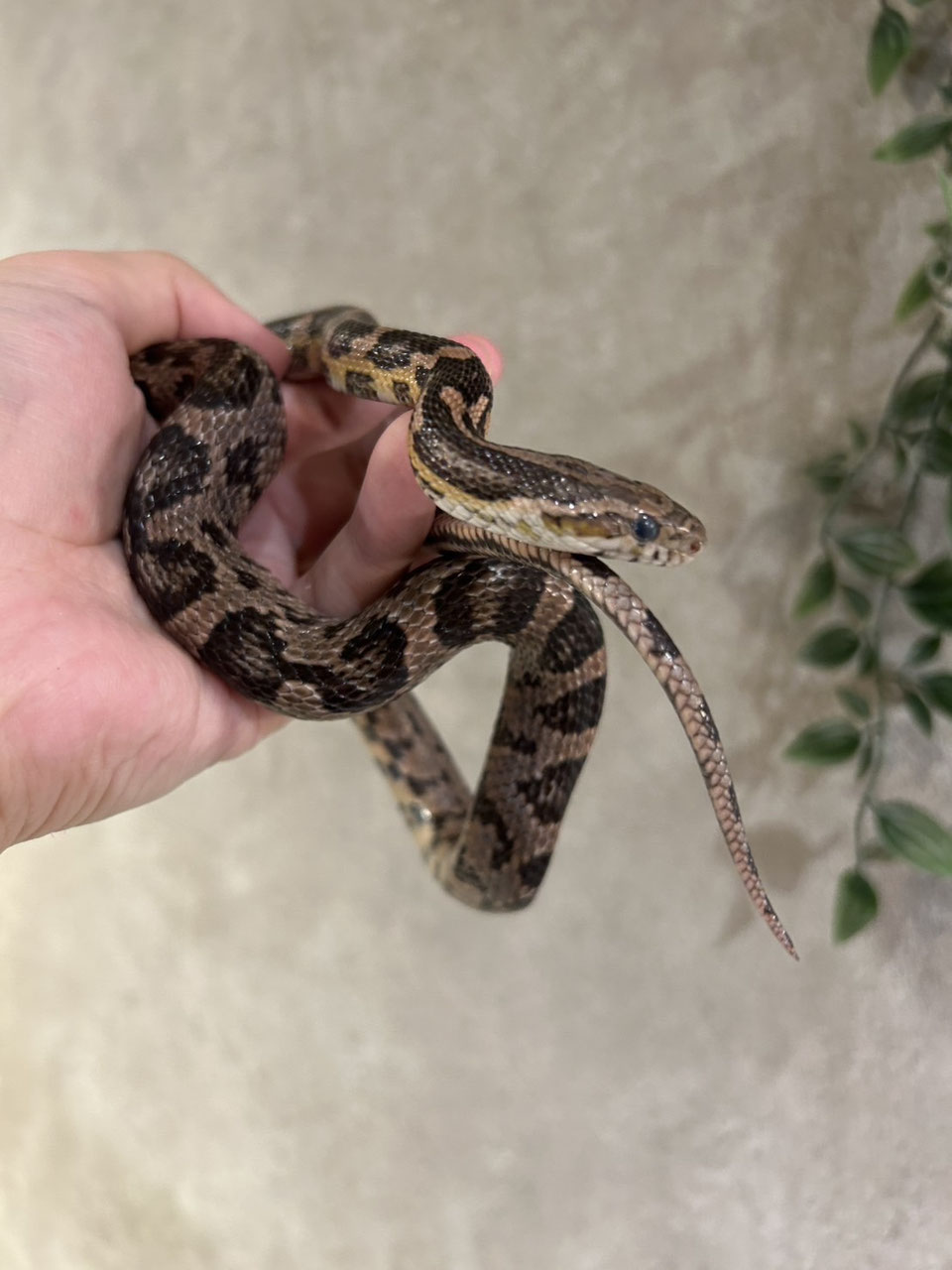 ヘビ 販売 東北 岩手 - ペットショップRicky /珍獣エキゾチック