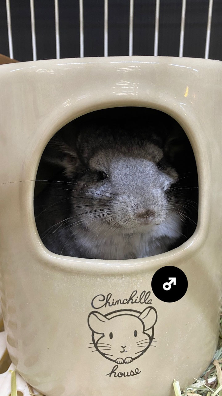 チンチラ 販売 - ペットショップRicky /珍獣エキゾチック