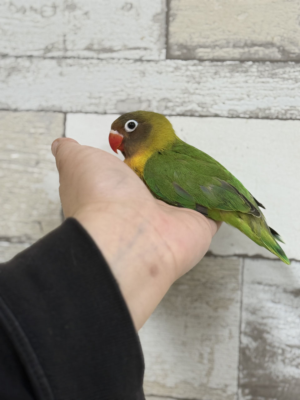 ボタンインコ 販売 - ペットショップRicky /珍獣エキゾチックアニマル