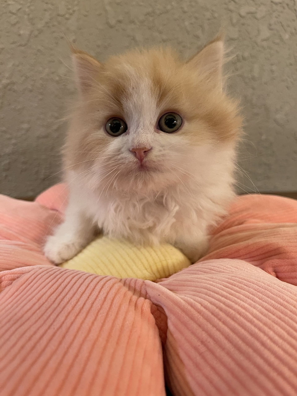 へっぽこ猫　まとめ買いページ へっぽこ猫 まとめ買いページ ボンベイ 】パパはACCチャンピオン
