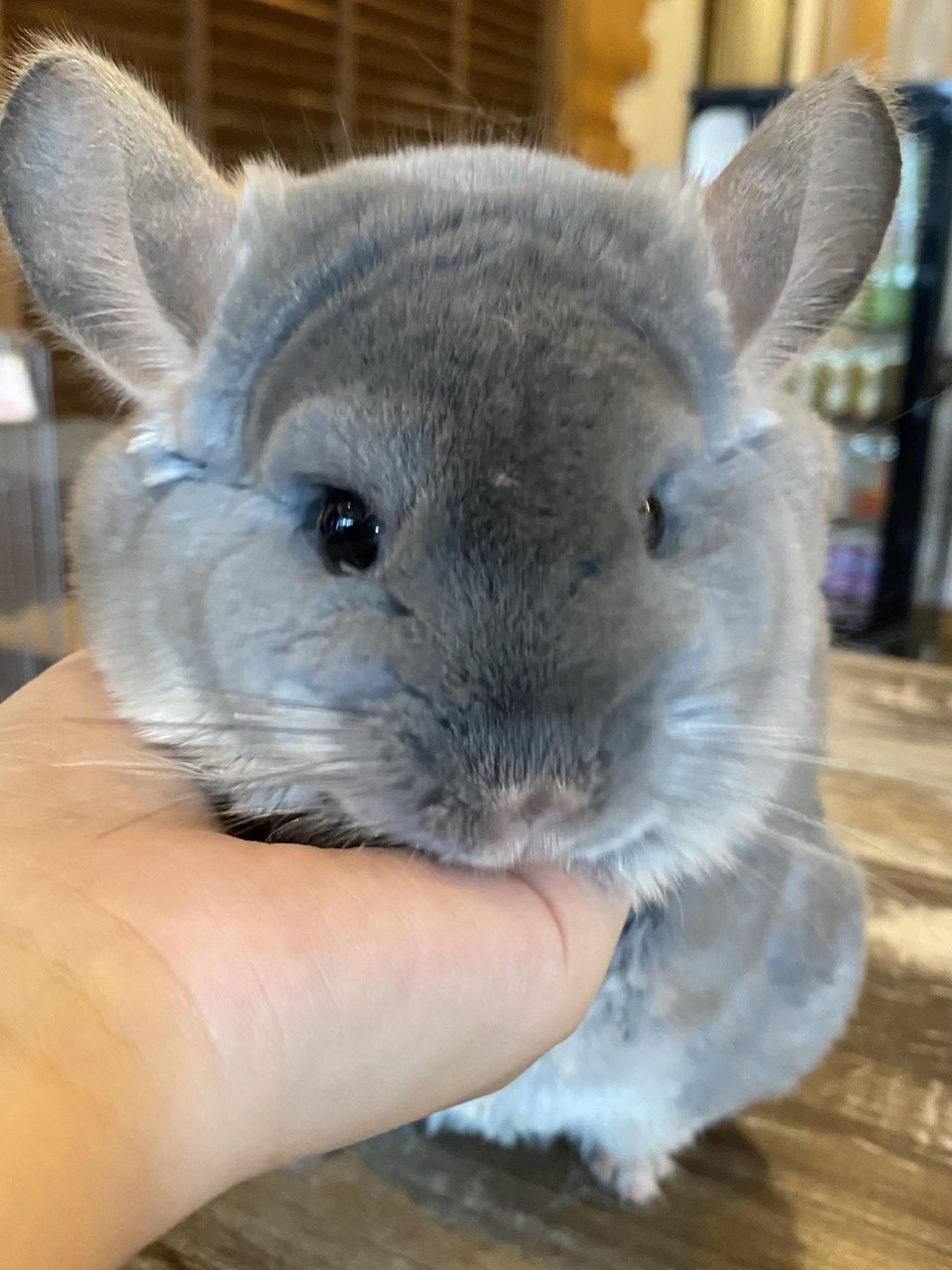 チンチラ 販売 - ペットショップRicky /珍獣エキゾチック