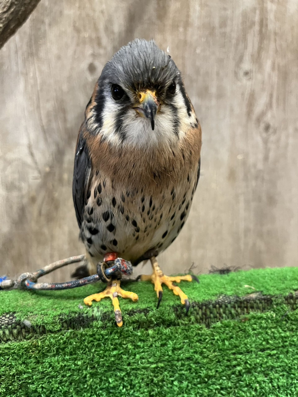 フクロウ 販売 東北 岩手 仙台 秋田 青森 - ペットショップRicky