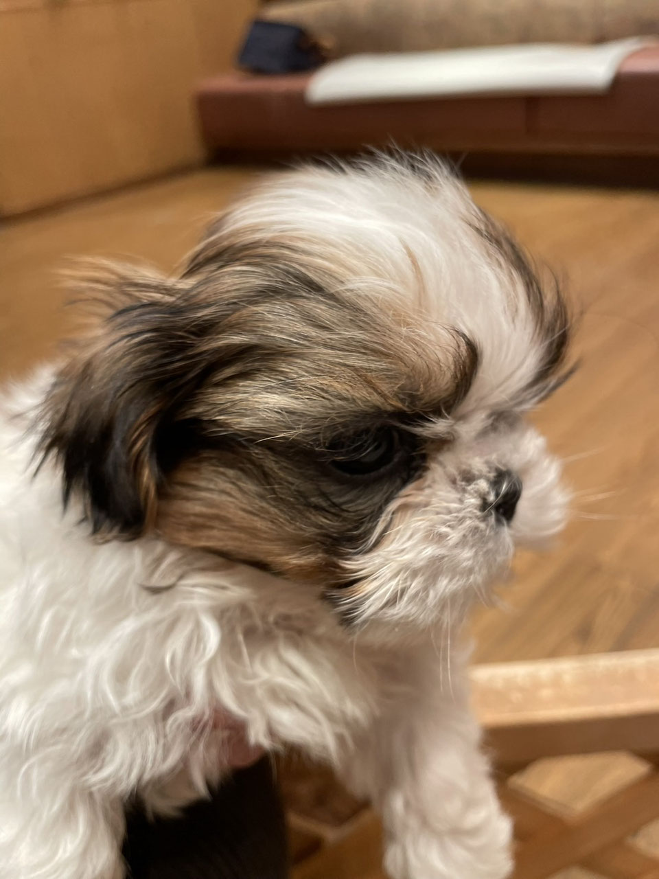 子犬販売・日本一安いペットショップ - ペットショップRicky /珍獣