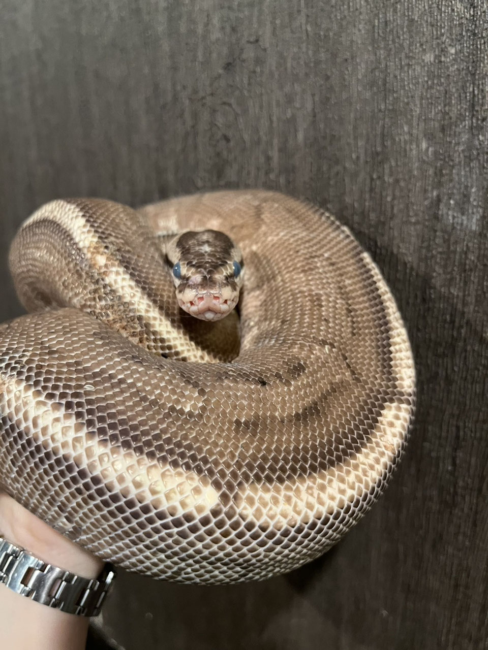 ヘビ 販売 東北 岩手 - ペットショップRicky /珍獣エキゾチック