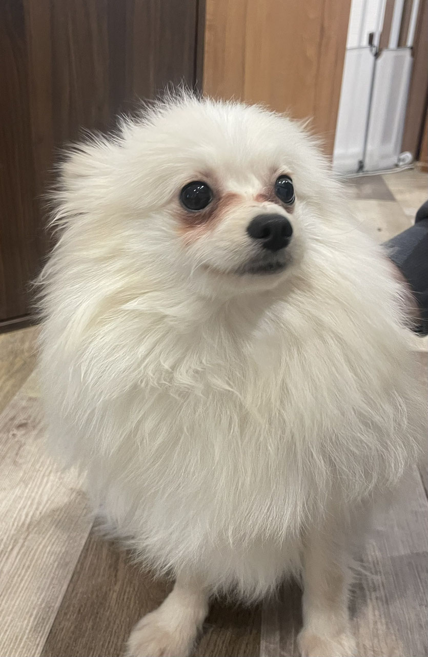 子犬販売・日本一安いペットショップ - ペットショップRicky