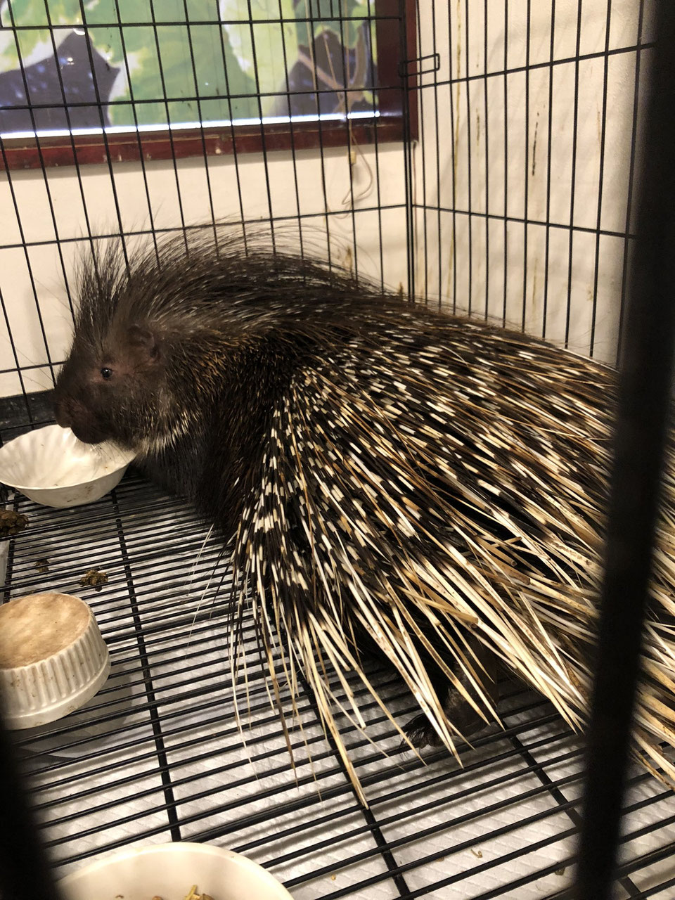 ヤマアラシ 販売 ペットショップricky 珍獣エキゾチックアニマルエキゾチックアニマル専門店 盛岡店 仙台店 青森店 秋田店 福島店 栃木店 ブリーダーズショップ ペット買い取り 東北全域 関東まで出張買い取りもしています