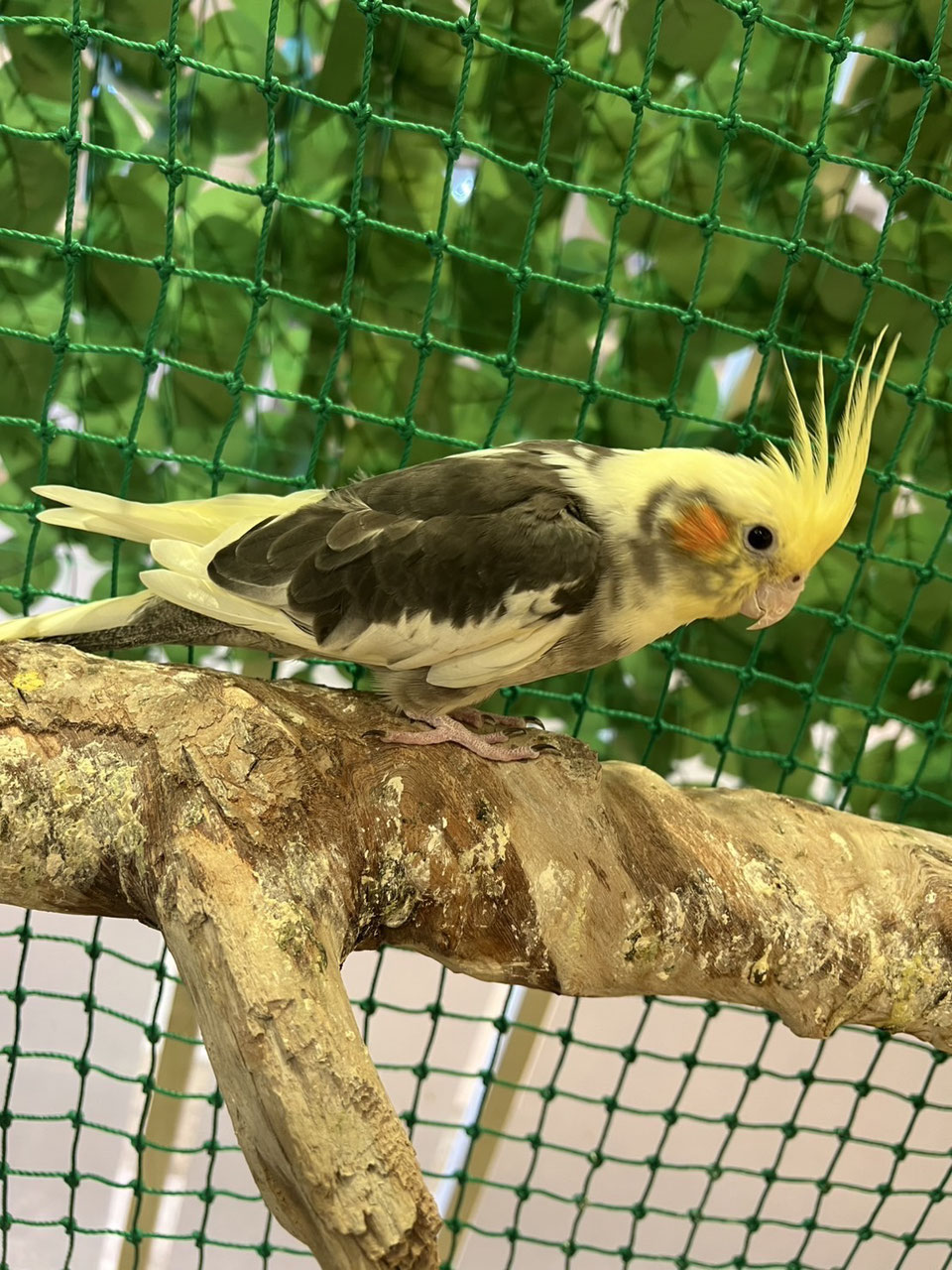 オカメインコ 販売 - ペットショップRicky /珍獣エキゾチック