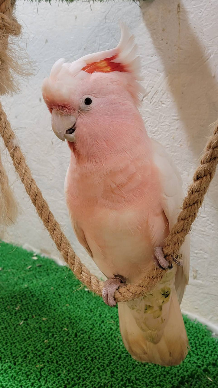手乗りインコ 小鳥販売 東北 岩手 青森 秋田 宮城 ペットショップricky 珍獣エキゾチックアニマルエキゾチックアニマル専門店 盛岡店 仙台店 青森店 秋田店 福島店 栃木店 ブリーダーズショップ ペット買い取り 東北全域 関東まで出張買い取りもしています