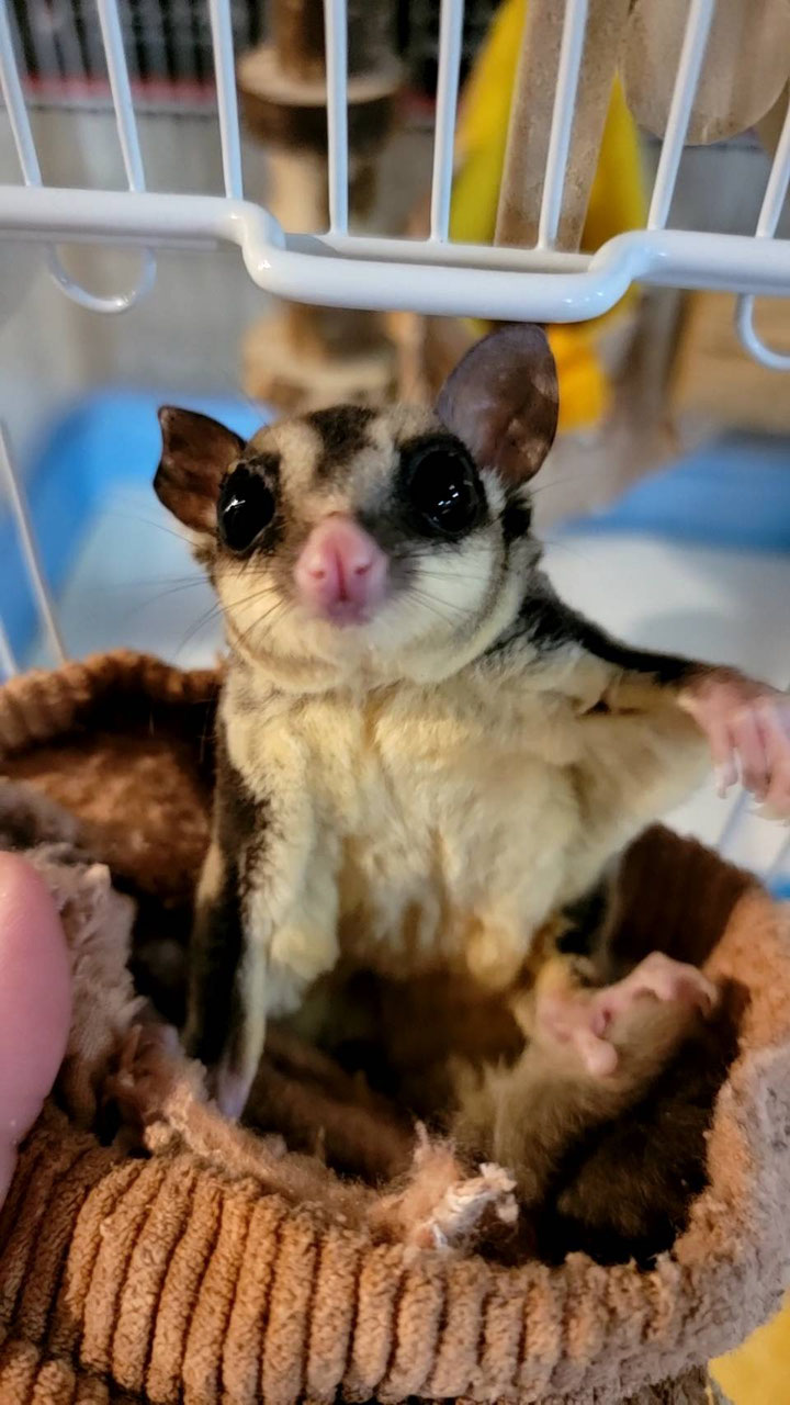 モモンガハウス(カフェ・猫) ボア白 大きいサイズ(家族用) 2200円