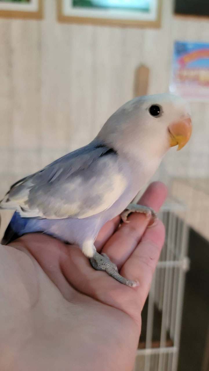 コザクラインコ 販売 ペットショップricky 珍獣エキゾチックアニマルエキゾチックアニマル専門店 盛岡店 仙台店 青森店 秋田店 福島店 栃木店 ブリーダーズショップ ペット買い取り 東北全域 関東まで出張買い取りもしています