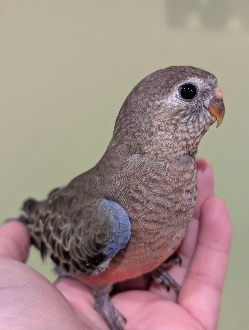 シロハラインコ アキクサインコ（ルビノー）他 最新画像更新🪄もうすぐ