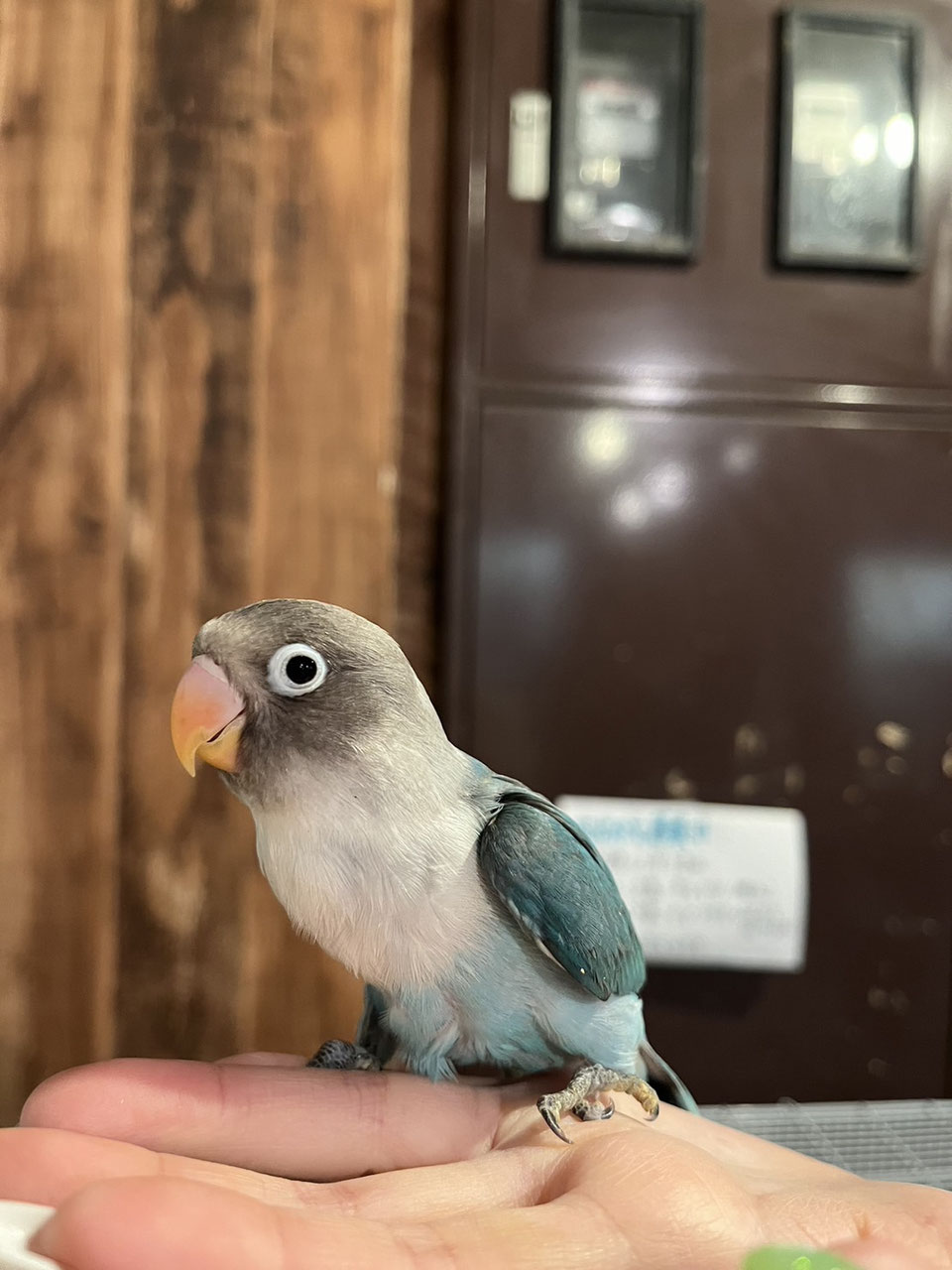 ボタンインコ 販売 - ペットショップRicky /珍獣エキゾチックアニマル