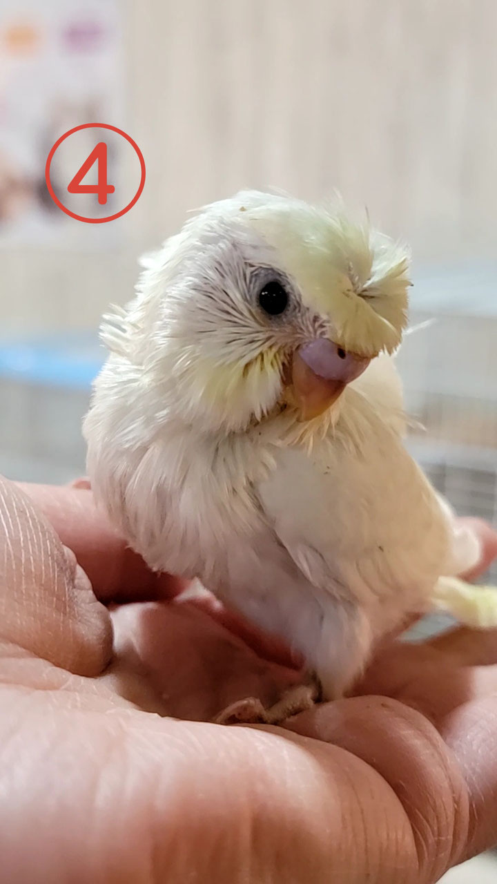 セキセイインコ 販売 ペットショップricky 珍獣エキゾチックアニマルエキゾチックアニマル専門店 盛岡店 仙台店 青森店 秋田店 福島店 栃木店 ブリーダーズショップ ペット買い取り 東北全域 関東まで出張買い取りもしています セキセイインコ 販売 ペットショップricky 珍獣エキゾチックアニマルエキゾチックアニマル専門店 盛岡店 仙台店 青森店 秋田店 福島店 栃木店 ブリーダーズショップ ペット買い取り 東北全域 関東まで出張買い取りもしています