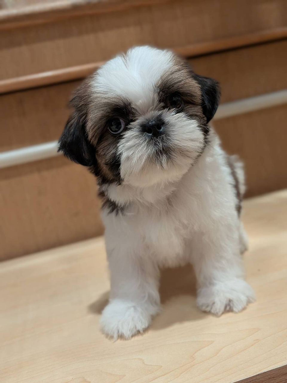 子犬販売・日本一安いペットショップ - ペットショップRicky /珍獣
