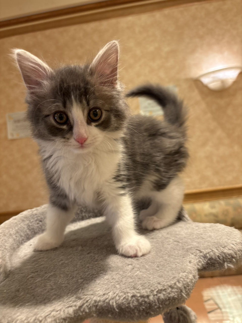 子猫販売・日本一安いペットショップ - ペットショップRicky /珍獣