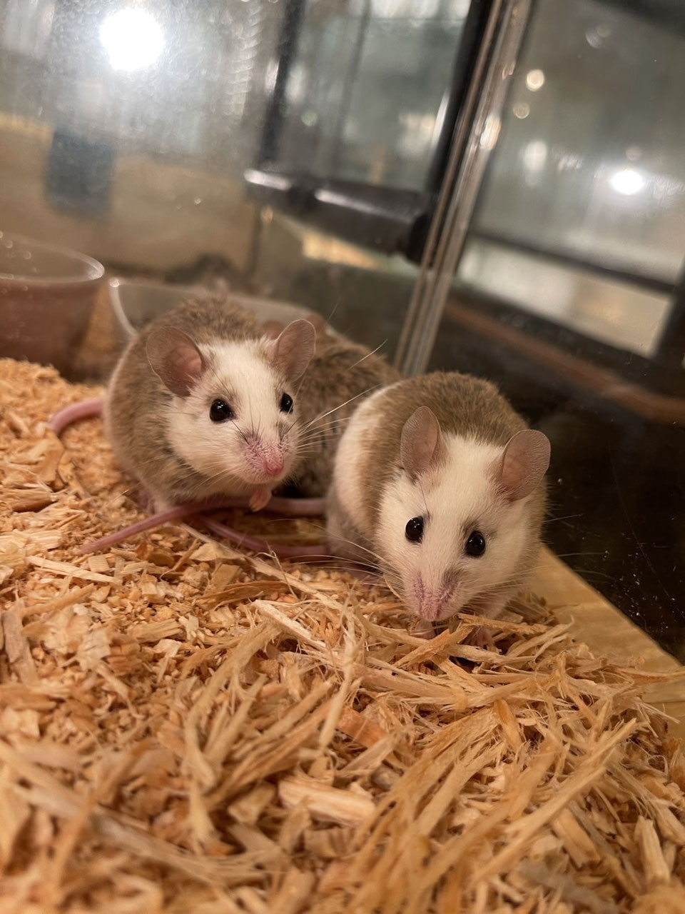 ヤワゲネズミ　ピンク　200匹（オマケ10匹付き） ヤワゲネズミ ピンク 200匹（オマケ10匹付き） - メルカリ