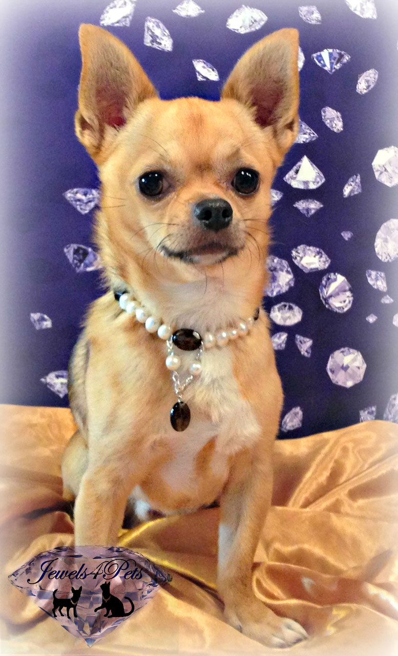 Jewels4Pets luxury dog necklace Exclusive freshwater cultured pearl dog collar adjustable 9-12 inch wedding dog jewelry handmade unique