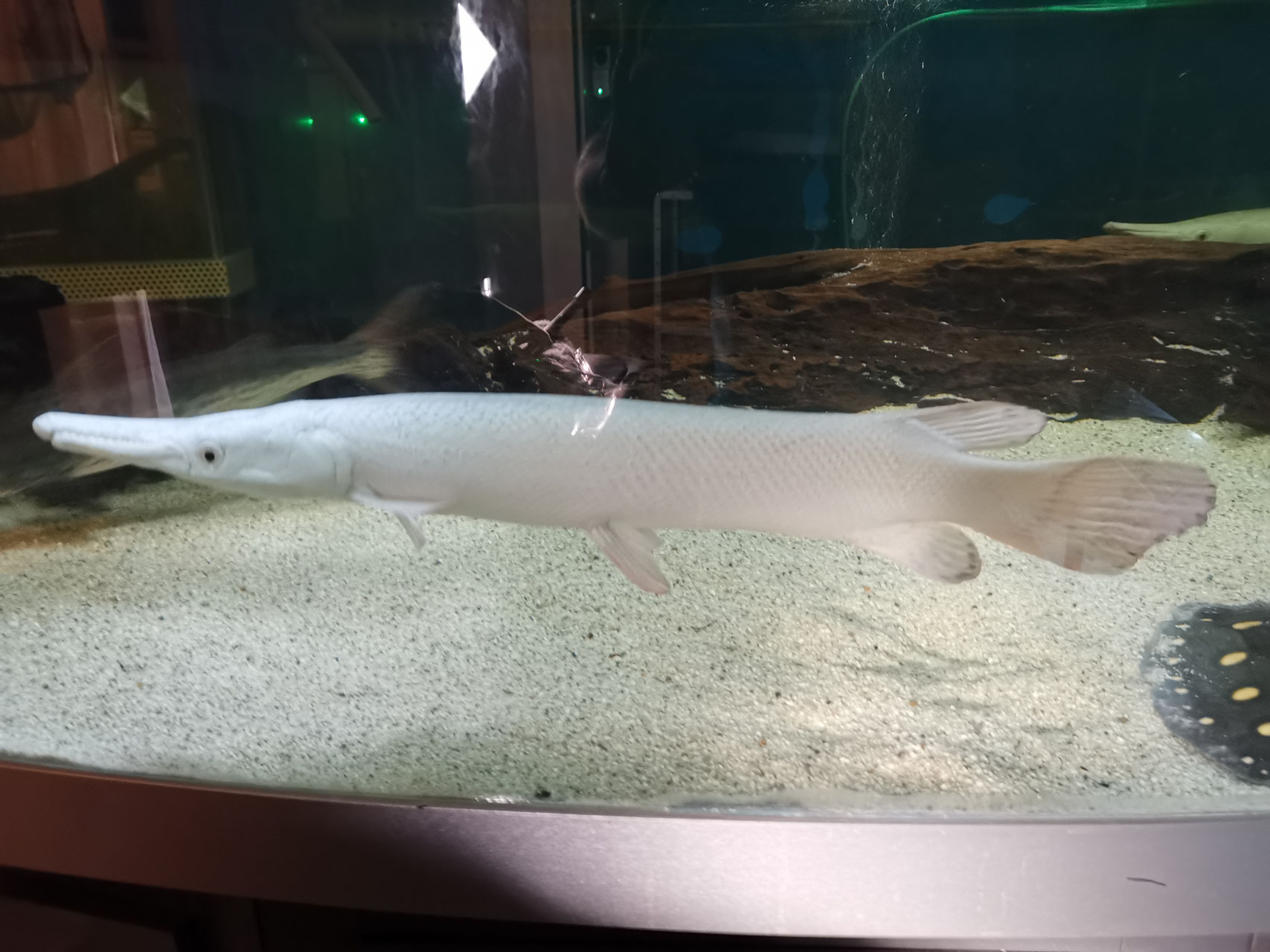 Platinum Alligatorhecht, Snow White Alligator Gar, AAA grade!!! Shop