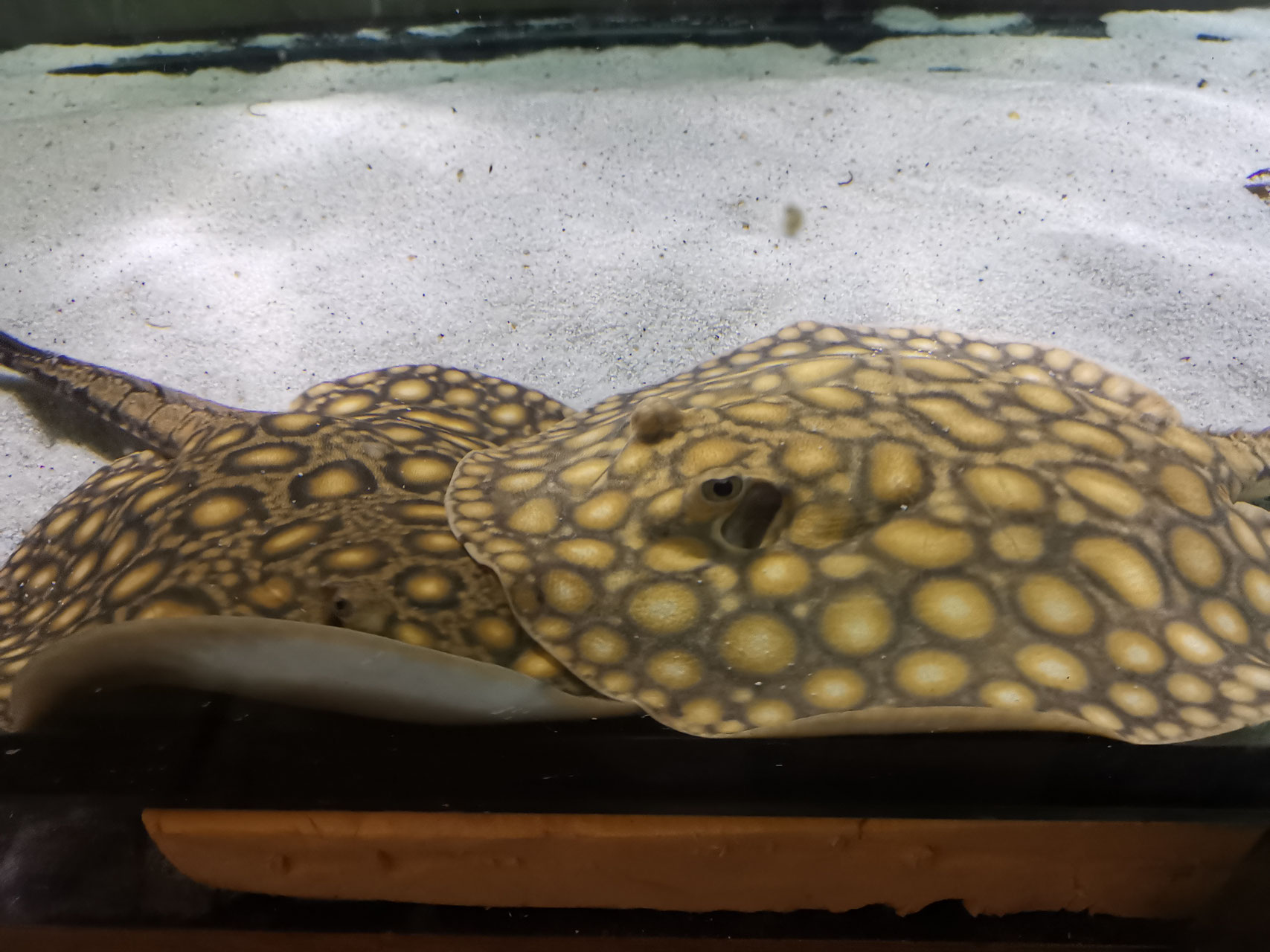 Potamotrygon boesemani