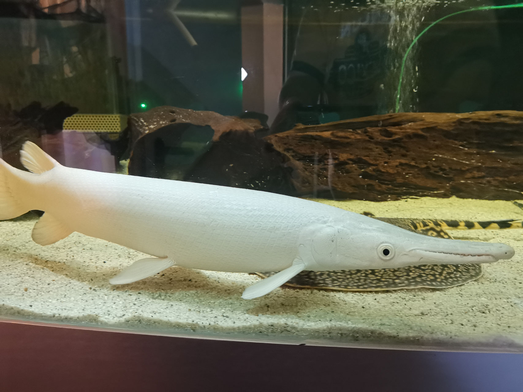 Platinum Alligatorhecht, Snow White Alligator Gar, AAA grade!!! Shop
