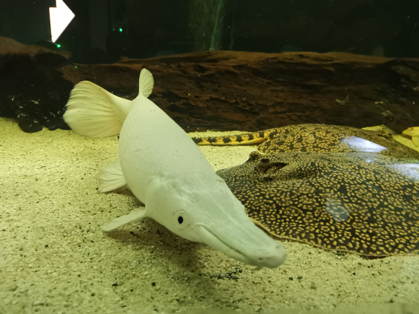 Platinum Alligatorhecht, Snow White Alligator Gar, AAA grade!!! Shop