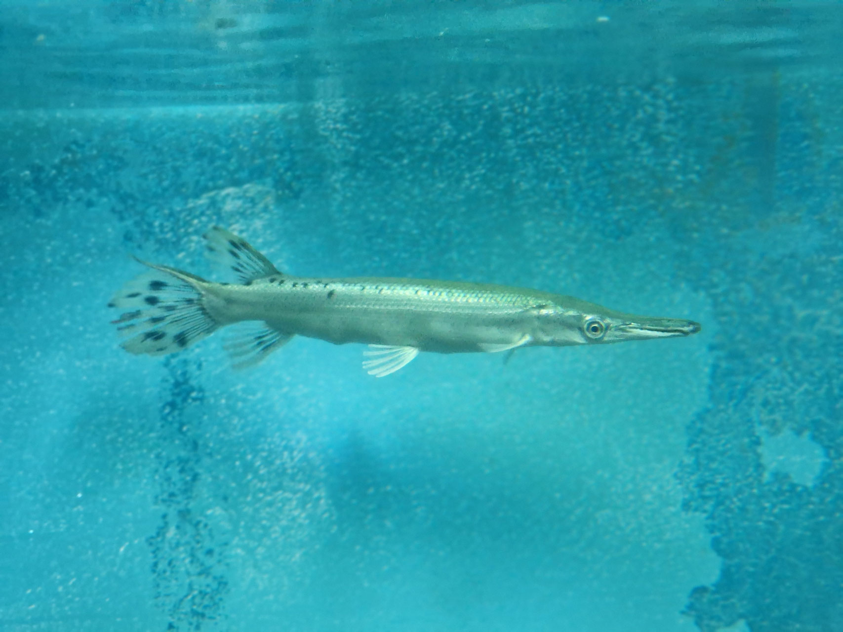 Platinum Alligatorhecht, Snow White Alligator Gar, AAA grade!!! Shop