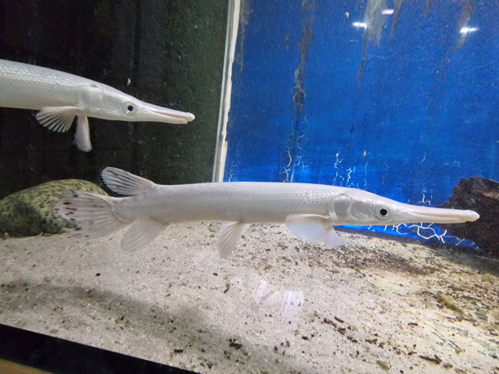 Platinum Alligatorhecht, Snow White Alligator Gar, AAA grade!!! Shop