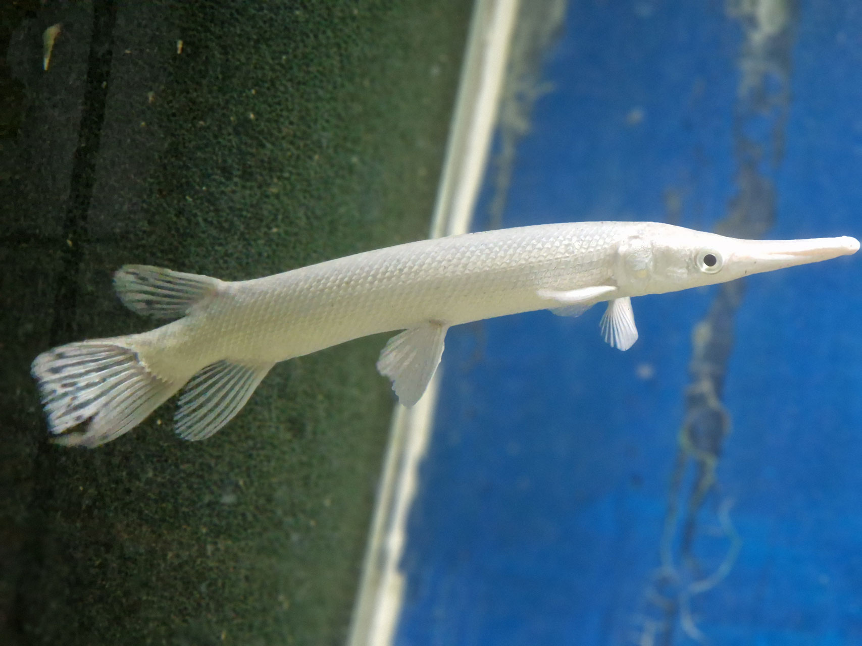 Platinum Alligatorhecht, Snow White Alligator Gar, AAA grade!!! Shop