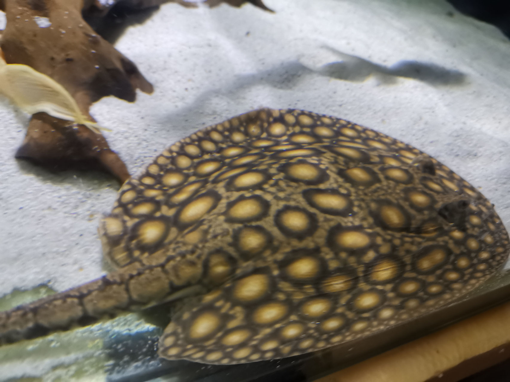 Potamotrygon boesemani