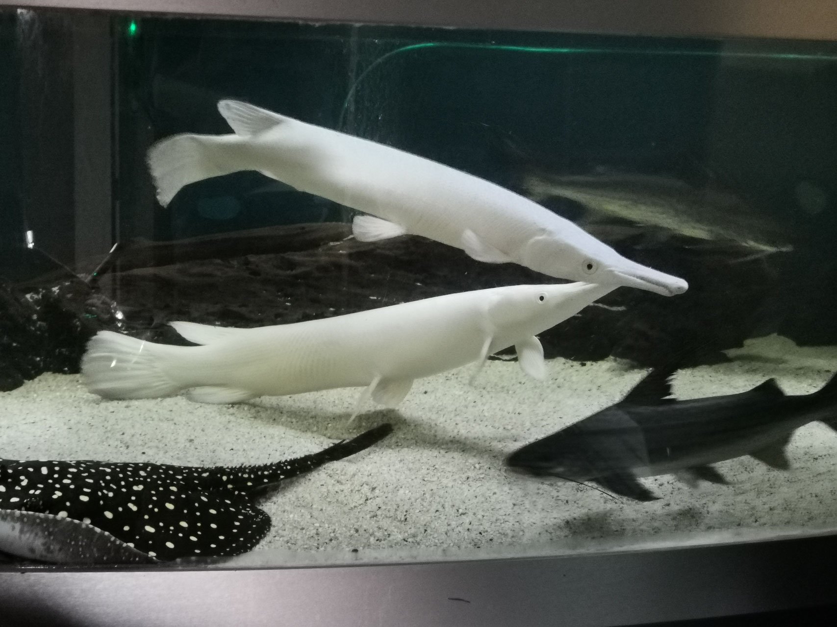 Platinum Alligatorhecht, Snow White Alligator Gar, AAA grade!!! Shop