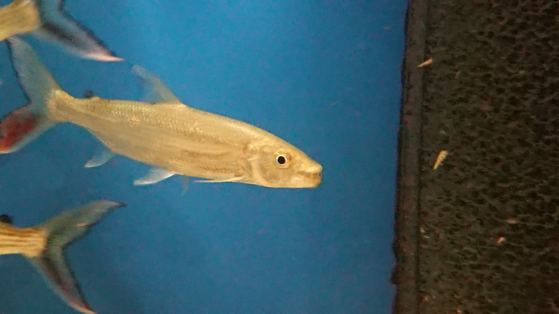 Hydrocynus goliath, Riesen-Tigersalmler - Shop-Zierfische-Komnino.de