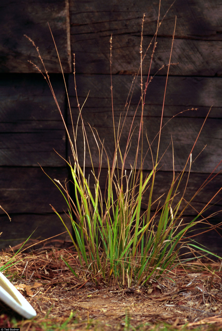 Chasmanthium Stauden Gänge / Ihr Pflanzen Online Shop