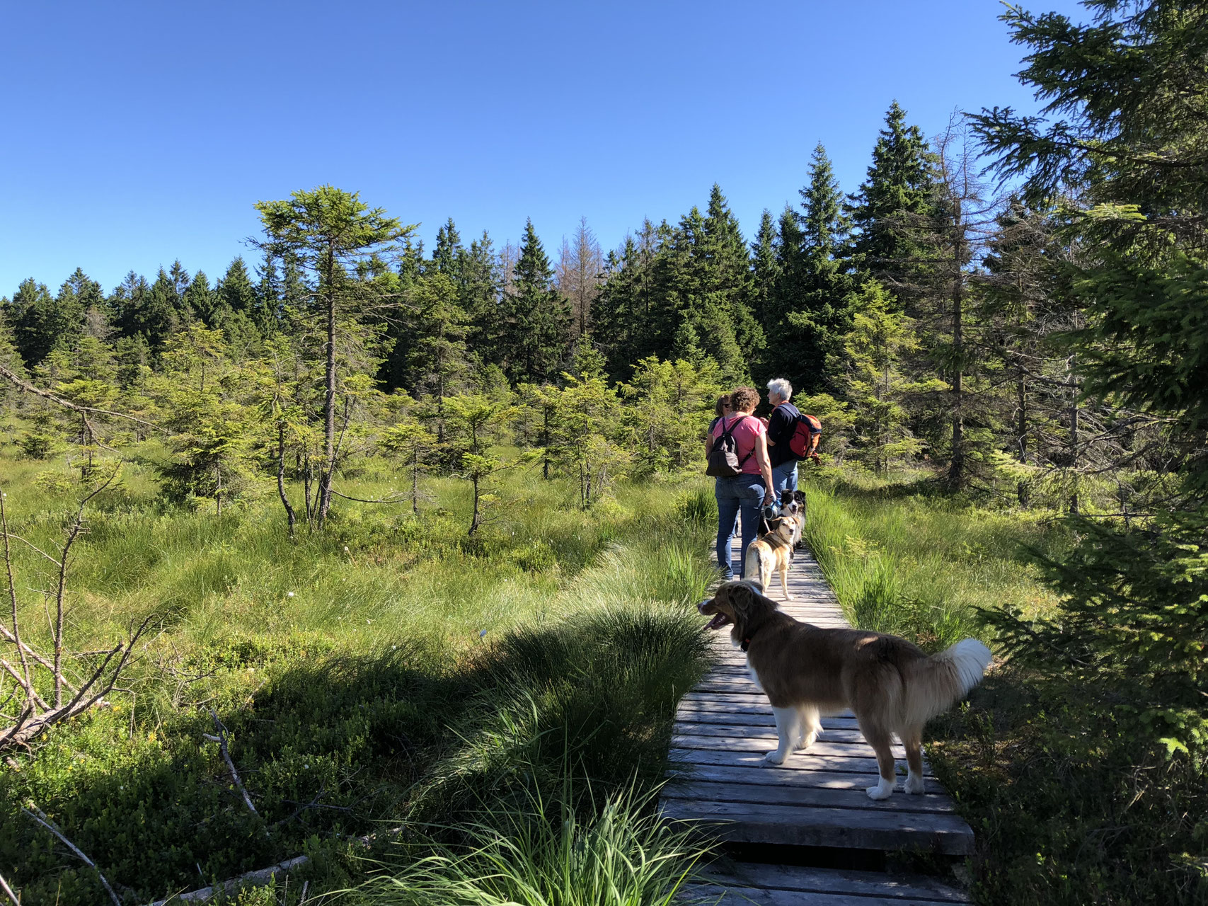 Harz - die sagenumwobene Bergwildnis - Trekking-Dogs, Wandern mit Hund