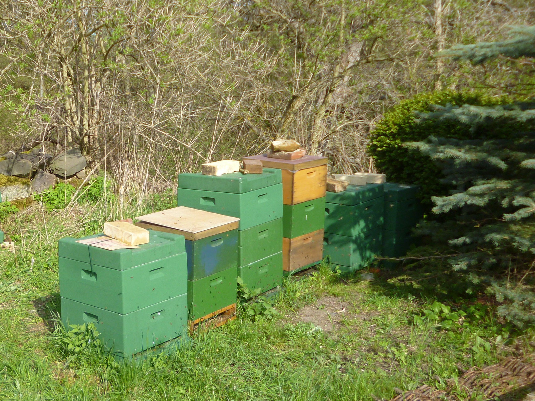 Bienen Ableger kaufen - echter-harzer-gebirgshonig -die offizielle Webseite der Harzer ...