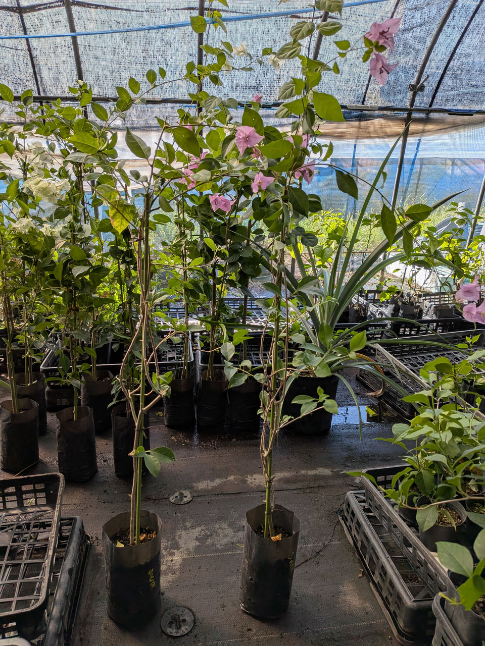 ピンク系品種のブーゲンビレア（ビリア） - nangokunomori.com