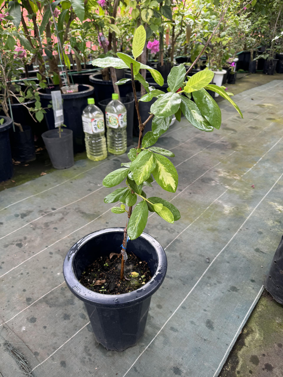 紅宝石播榴 Ruby・Guava（no seed type ）ルビーグァバ