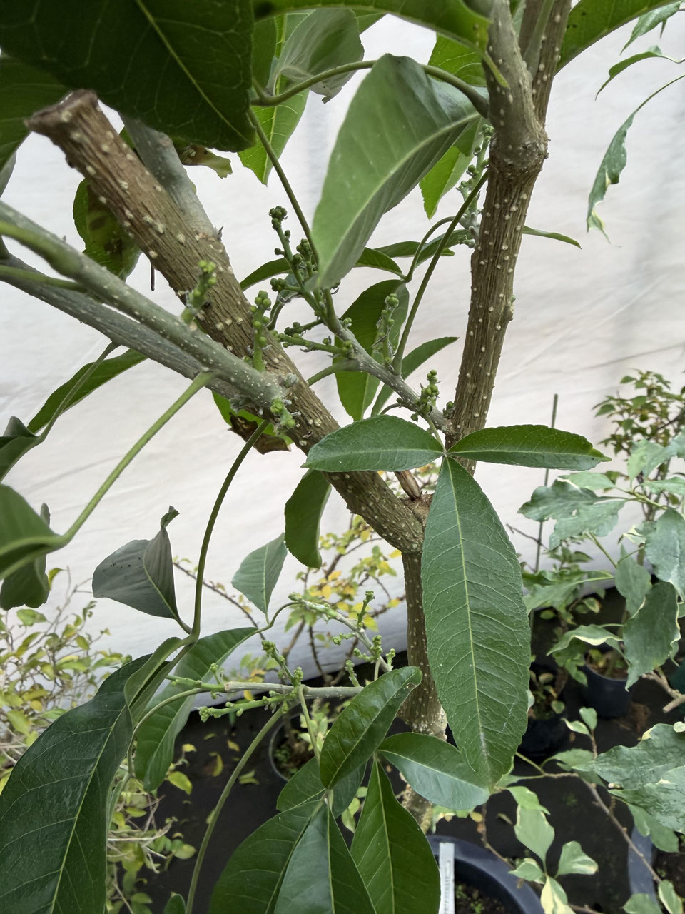 種から育てる - nangokunomori.com