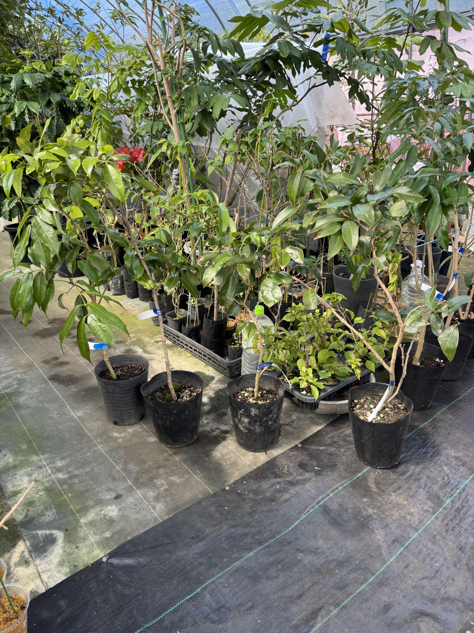 ライチ（レイシ） - nangokunomori.com