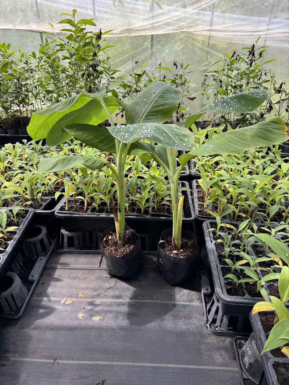 Kluai Namwa Mali-ong Variegated バナナ苗 Kluai Namwa Mali-ong Variegated バナナ苗