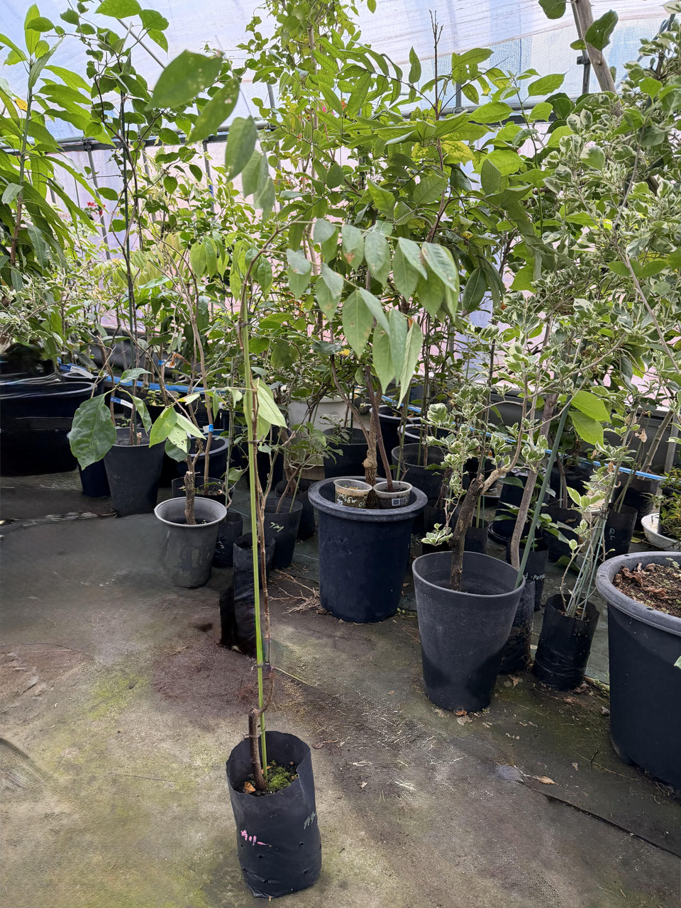 スターフルーツ - nangokunomori.com