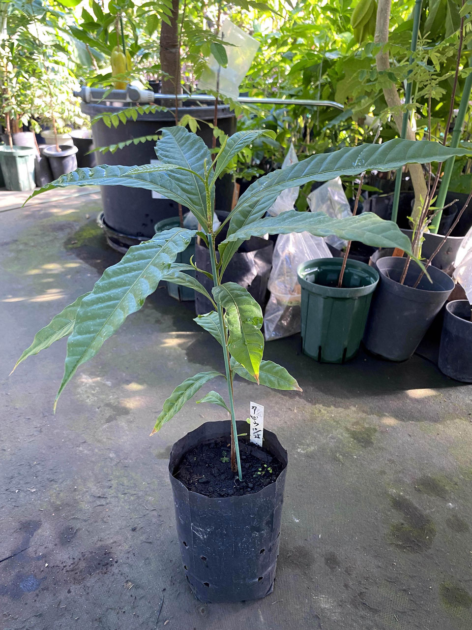 yellow star apple アビウ果実 - nangokunomori.com