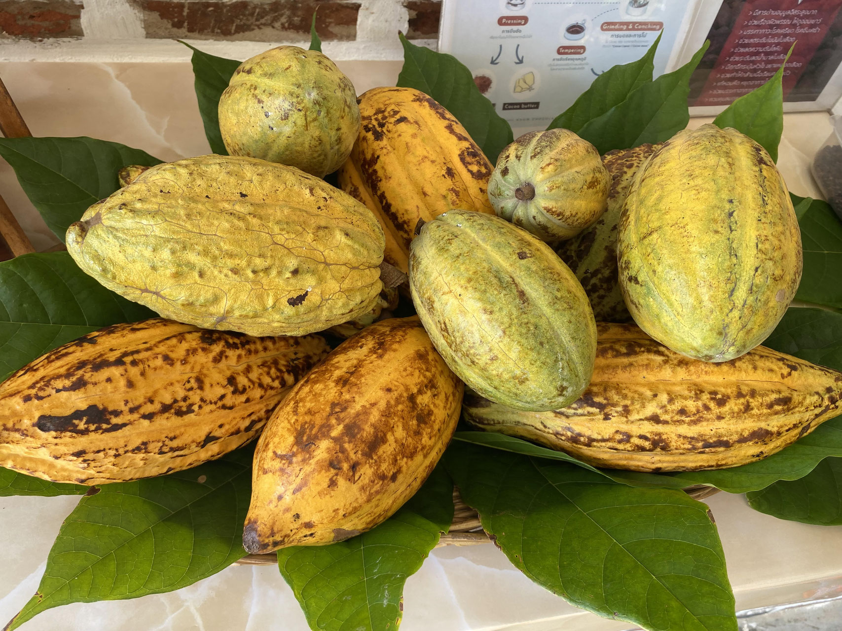 カカオ光 cacao｜ペンダント照明｜商品詳細ページ｜照明・インテリア 販売
